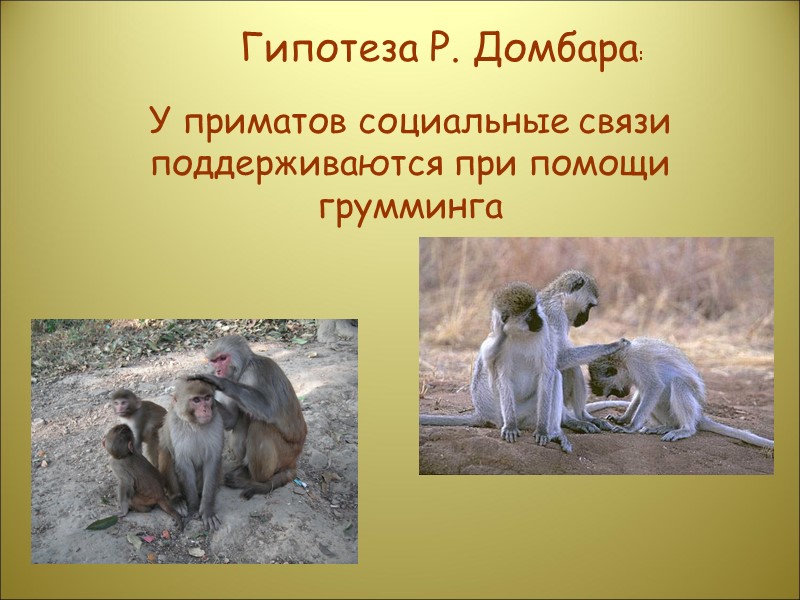 У приматов социальные связи поддерживаются при помощи грумминга Гипотеза Р. Домбара: